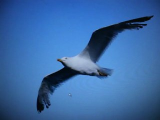 KARDEŞİM VE MARTILAR (1)