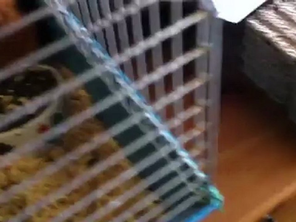 Ma pralinette qui me grignote le doigt qd je la caresse