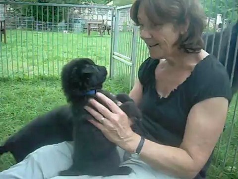 12 août 2012 : femelle bleue & Co (4 semaines et demi)