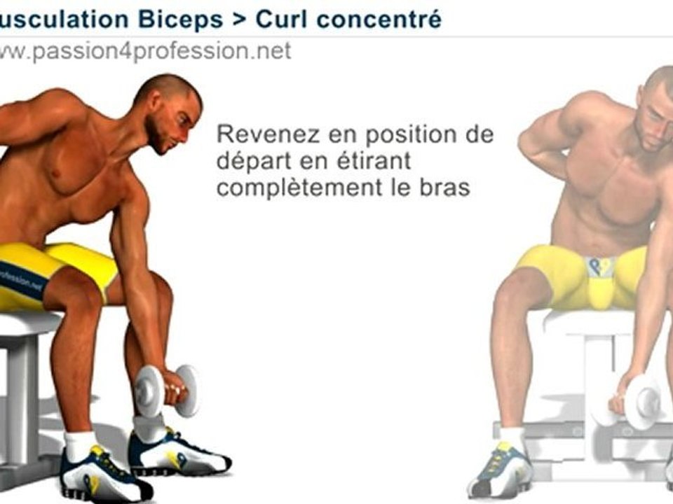 Curl concentré, musculation biceps