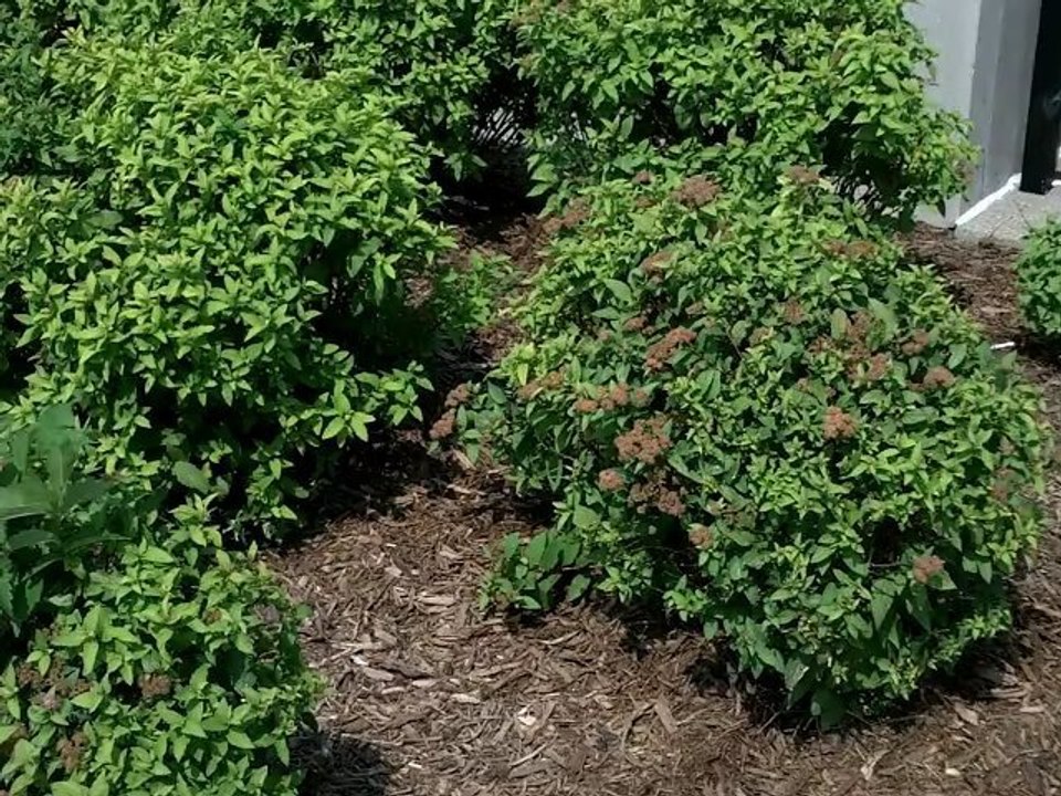 Soy Latte - Memories of travel brought on by taste. The mind works in unique ways as well as the senses.