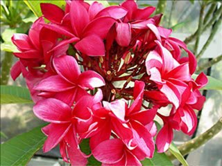 DAILY IN  CHRIST - 129