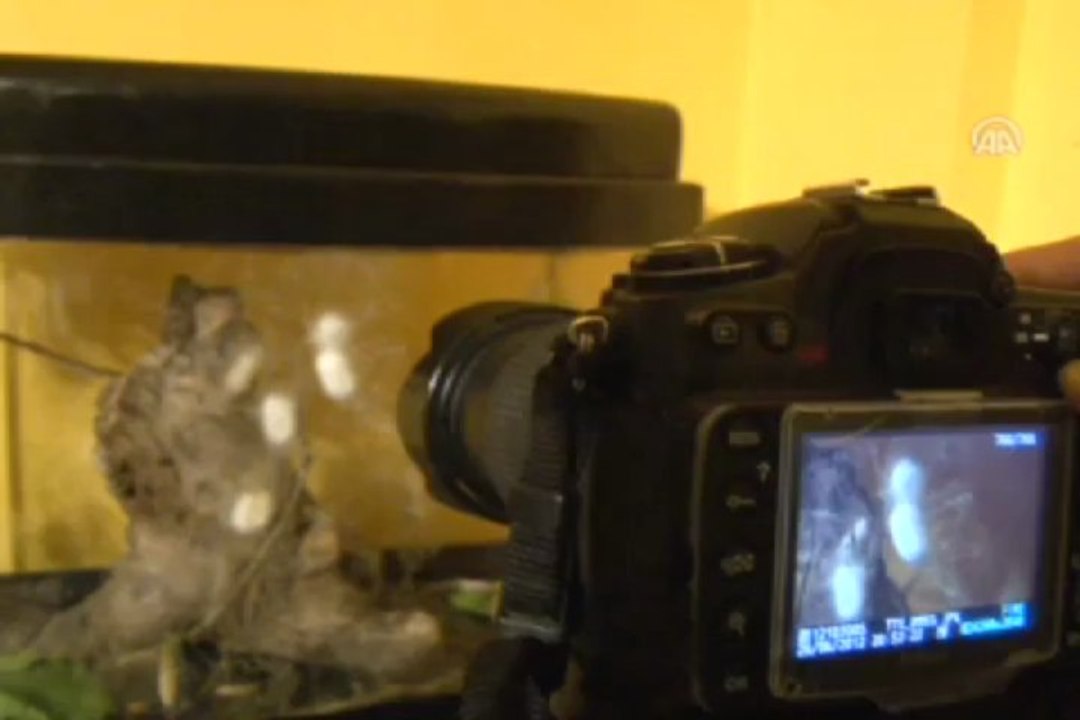 İpekböceğinin koza örme süreci fotoğraf karelerinde