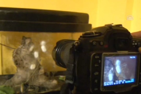 İpekböceğinin koza örme süreci fotoğraf karelerinde