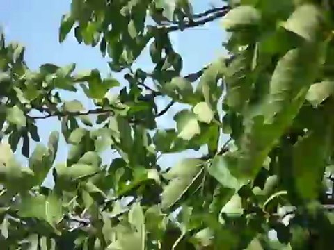 20 Temmuz 2012 Gemiç Köyü Resimleri (130)