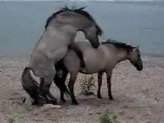 seslichatr.netseslichatr.net BU SEREFSIZZ EVLADI KIMSE GUVENESINNNNNN SANAL BİR NUMARLİ SAPIKDIR HERGUN SİTE SİTE GEZER KARI GİBİ AGLAR SONRA GOREV ALİR SİTENIZ HUZURU KACIRMASIN