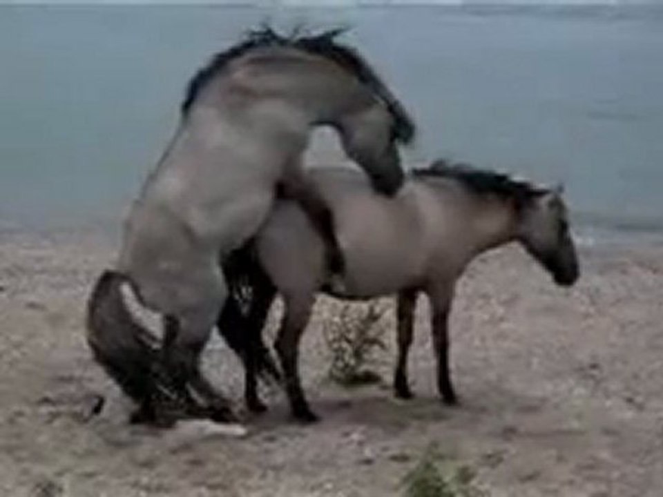 seslichatr.netseslichatr.net BU SEREFSIZZ EVLADI KIMSE GUVENESINNNNNN SANAL BİR NUMARLİ SAPIKDIR HERGUN SİTE SİTE GEZER KARI GİBİ AGLAR SONRA GOREV ALİR SİTENIZ HUZURU KACIRMASIN