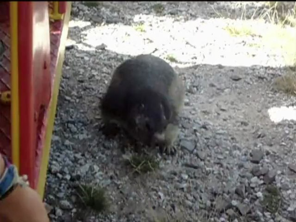 Les marmottes du petit train d'Artouste