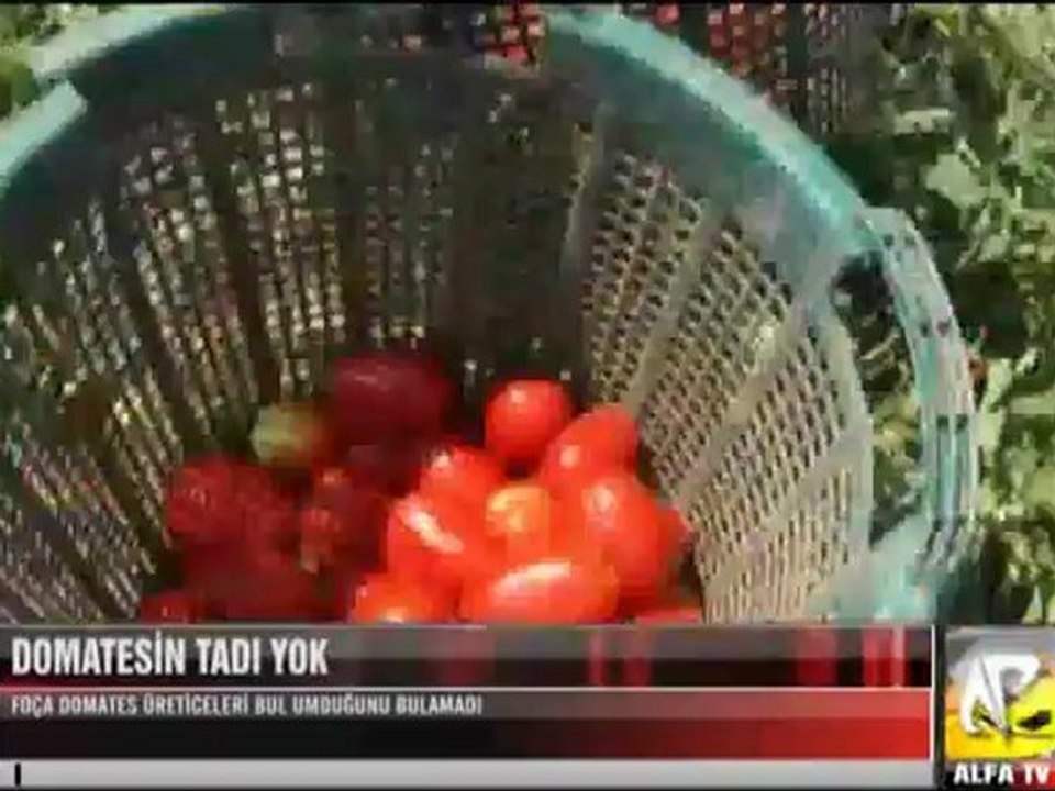 Domatesin Tadı Yok