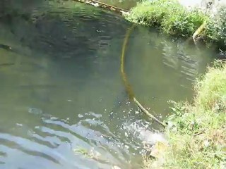 Tatar alabalık çiftliği