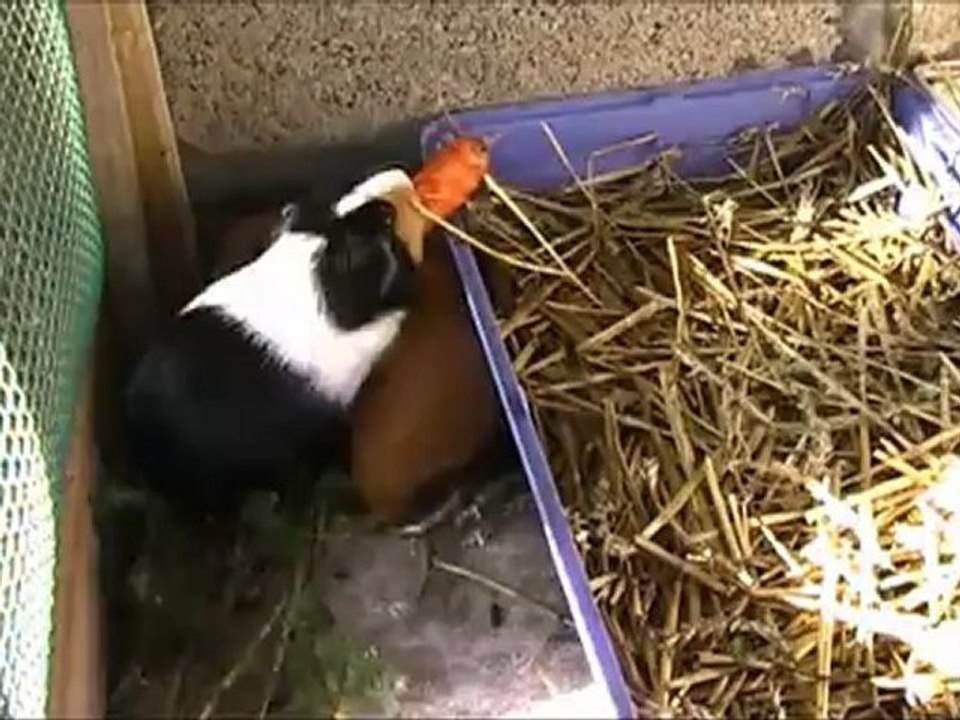 Bibi, Ti-mel et la carotte