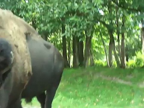 AIE AIE LE BISON