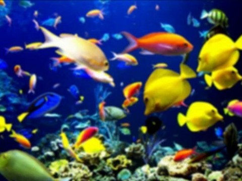 Ruth Nuñez-Frágiles