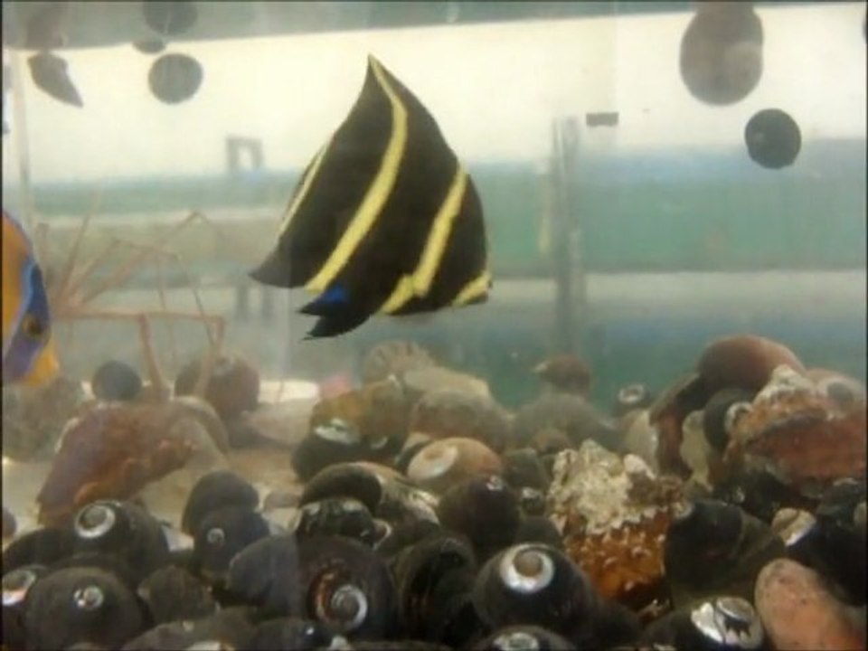 ANGEL FISH DANCE