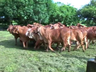 TRIBUTO AL ROJO Agosto 13 de 2012