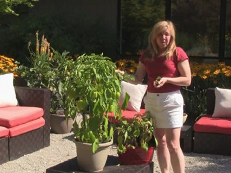 August 13/12 Senga's Vlog - How to Grow Peppers