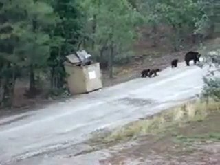 Orman da Ayı yavrusu kurtarma operasyonu