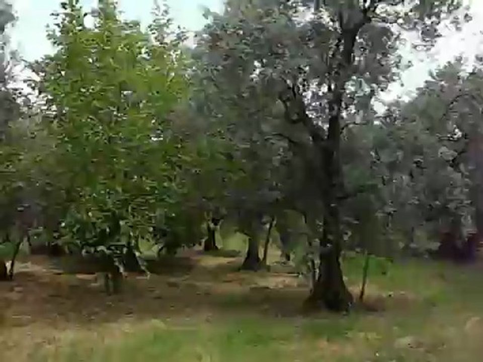 20 Temmuz 2012 Gemiç Köyü Resimleri (42)Zeytinlik