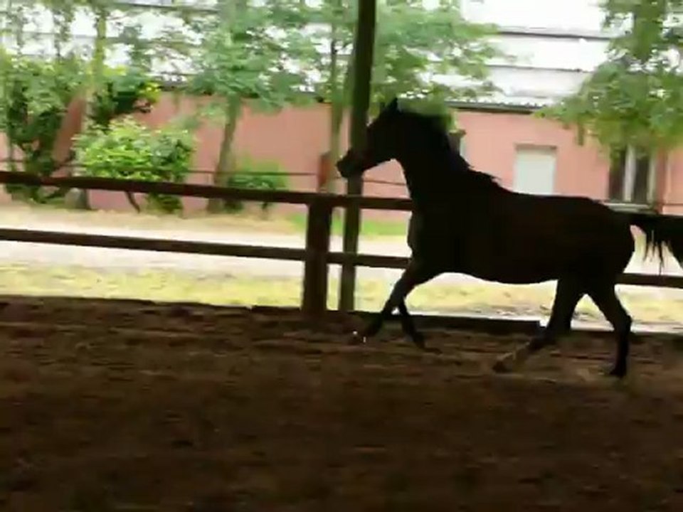Tikka 018