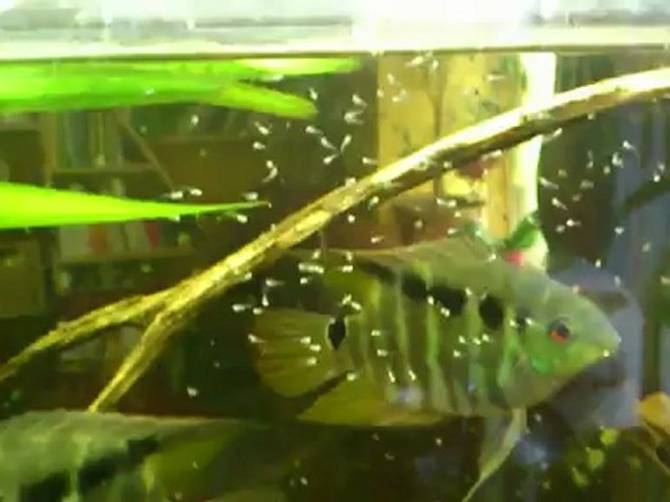 mesonauta egregius