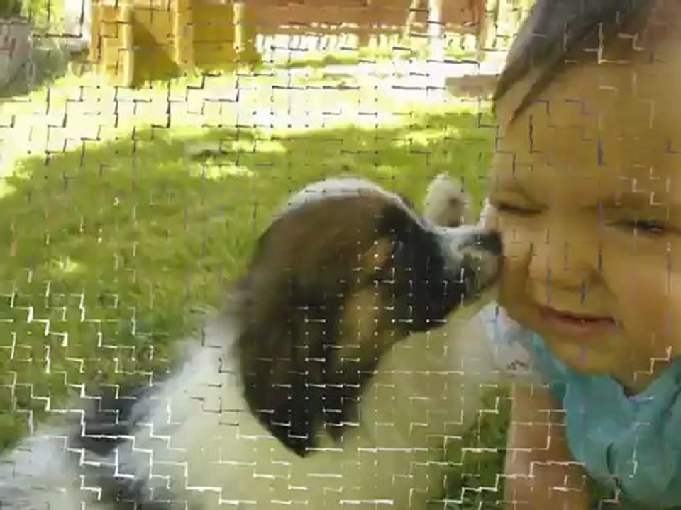 La phalène Petit chien de roi