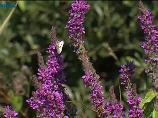 Het Weer [13-8-2012] - RTV Noord