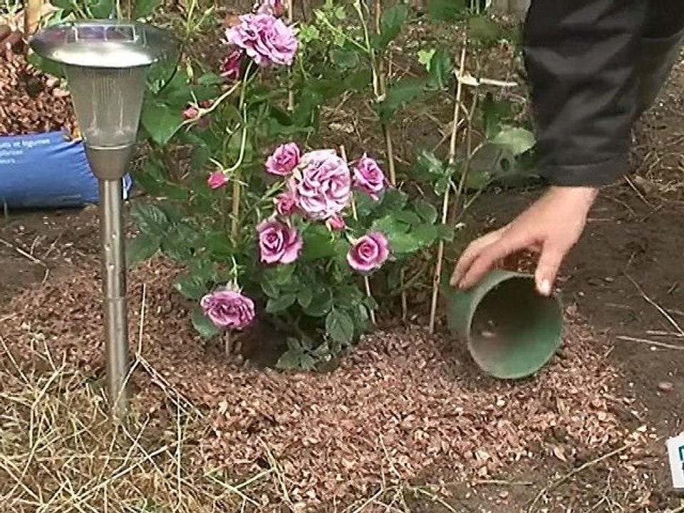 Comment pailler votre jardin ? tuto paillage