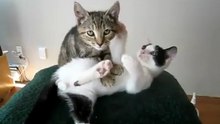 Массаж от кота Василия