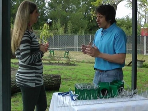 Experto explica como erradicar aves pájaros palomas