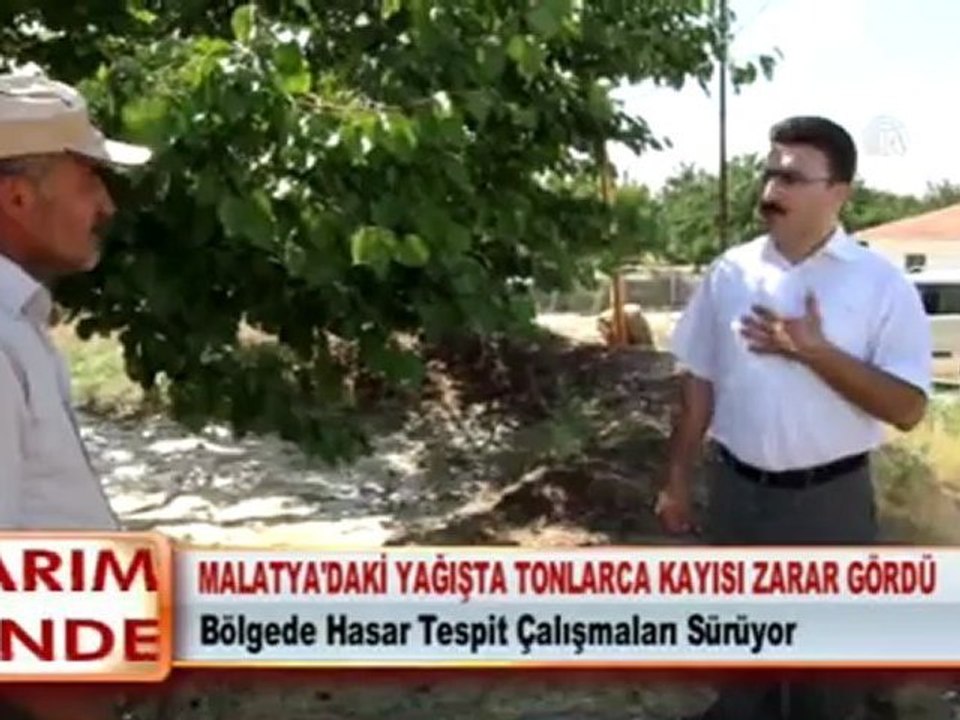 MALATYA’DAKİ YAĞIŞTA TONLARCA KAYISI ZARAR GÖRDÜ