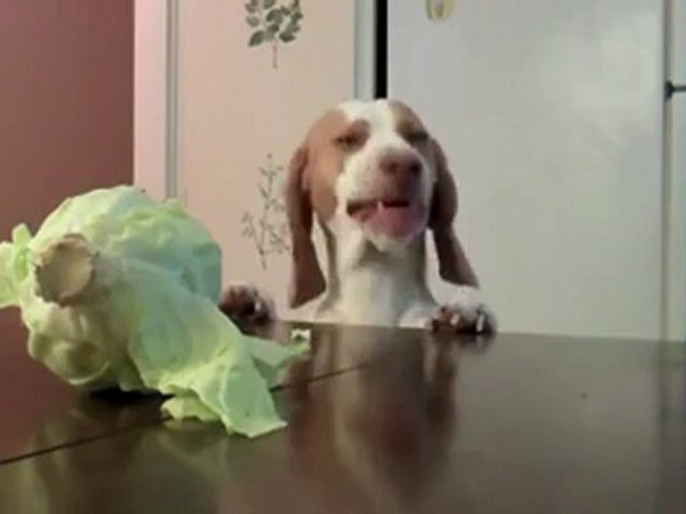 Gosvegetarian