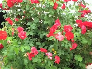 Rome Top 10 attractions - things to see and do