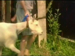 Delo 24 Pud zolota 1 (Пуд золота, часть1)