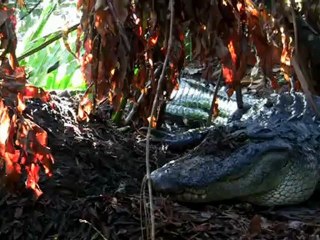 "Birth of a Predator"-The Alligator Nest Hatches