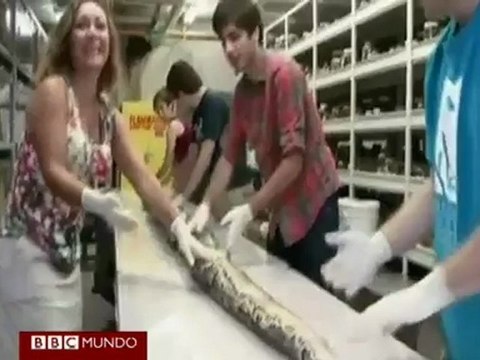 Hallan una pitón birmana de 5,6 metros con 87 huevos en Florida