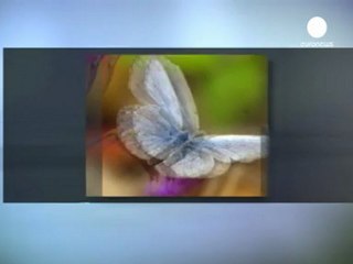 Mutant butterflies near damaged nuclear plant
