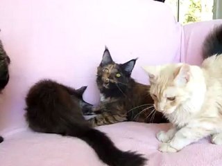 Mes bébés !!