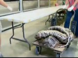 Monster python carrying record 87 eggs found in Florida