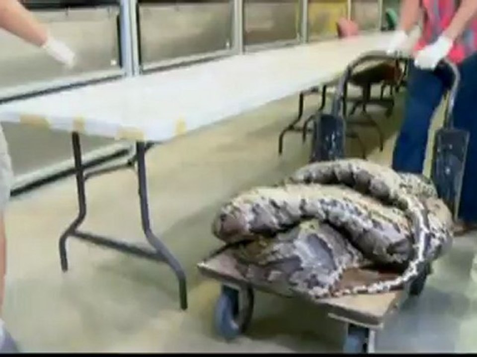 Monster python carrying record 87 eggs found in Florida