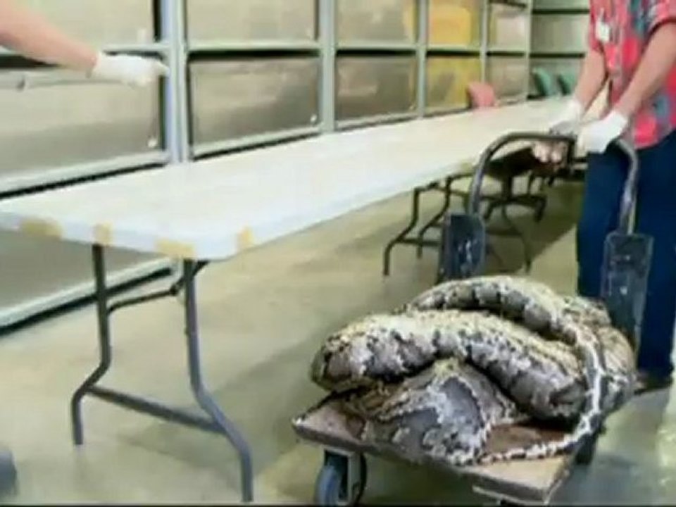 Crazy Wildlife: Huge snake found in Florida