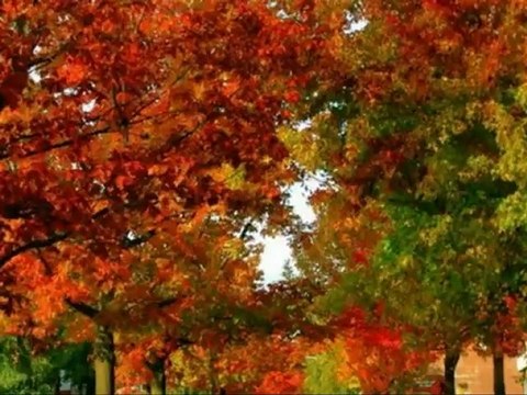 Ah Yalan Dünya SELDA BAĞCAN