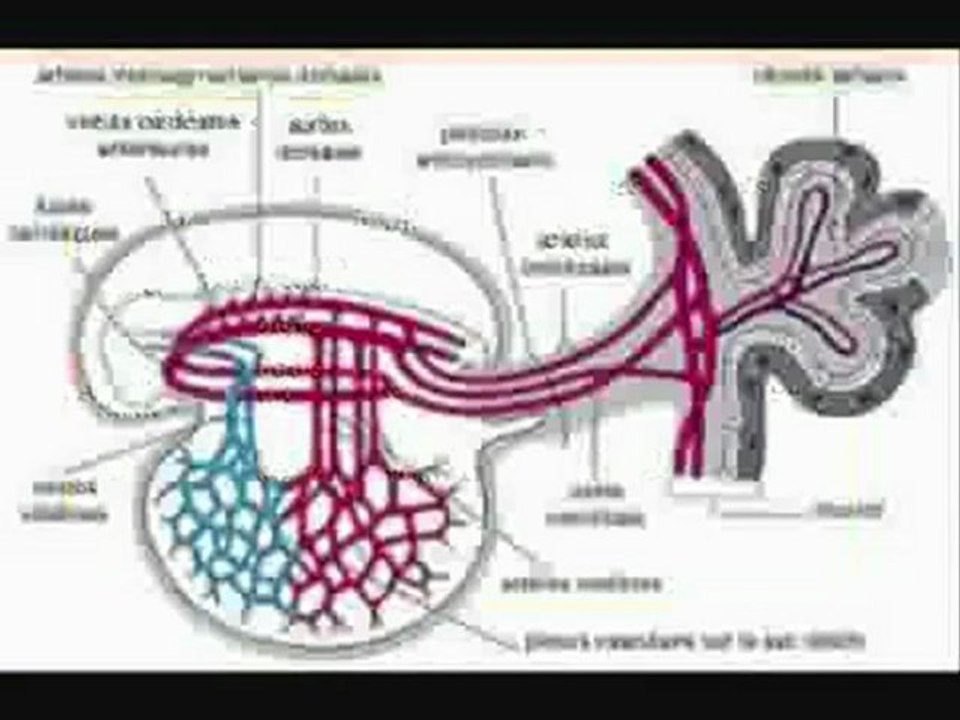 la religion. islam  la thora est la bible