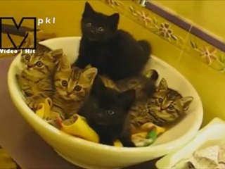 Şapşal kediler video izle - Hayvanlar - Mynet - Video