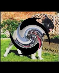 Giant Schnauzer Pepper & Salt Tribute