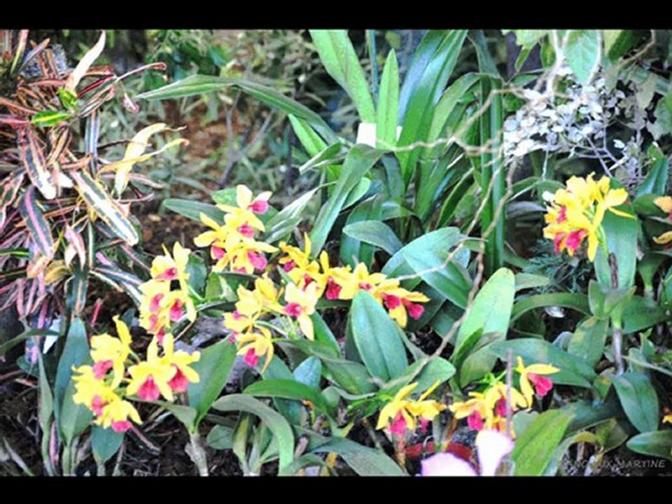 ©LES ORCHIDEES PHOTOS &PHOTOS-PEINTURES MARTINE ANCIAUX©TELEVISION