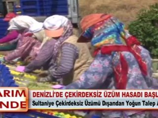 DENİZLİ’DE ÇEKİRDEKSİZ ÜZÜM HASADI BAŞLADI
