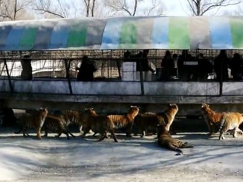 Tigres mange une chèvre vivante au Zoo Chinois