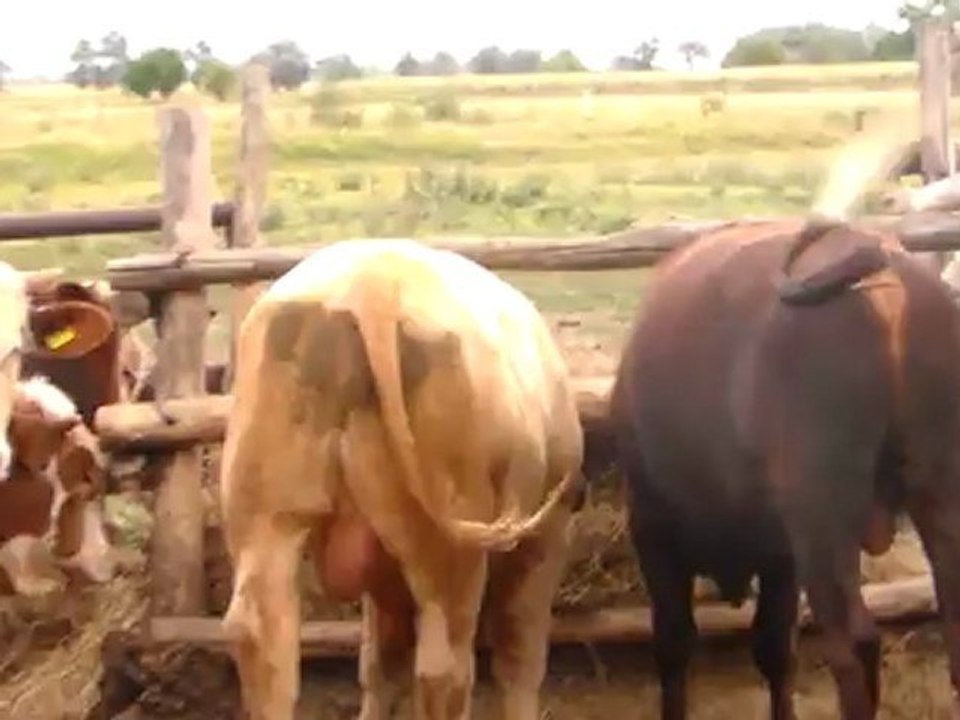 SATILIK KESİMLİK DANA SİMENTAL HAZER EMLAK TEL: 0546 851 6657