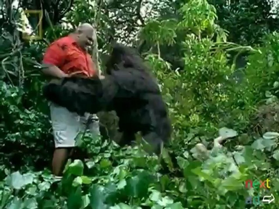 Tourist raped by gorilla in jungle - Vidéo Dailymotion