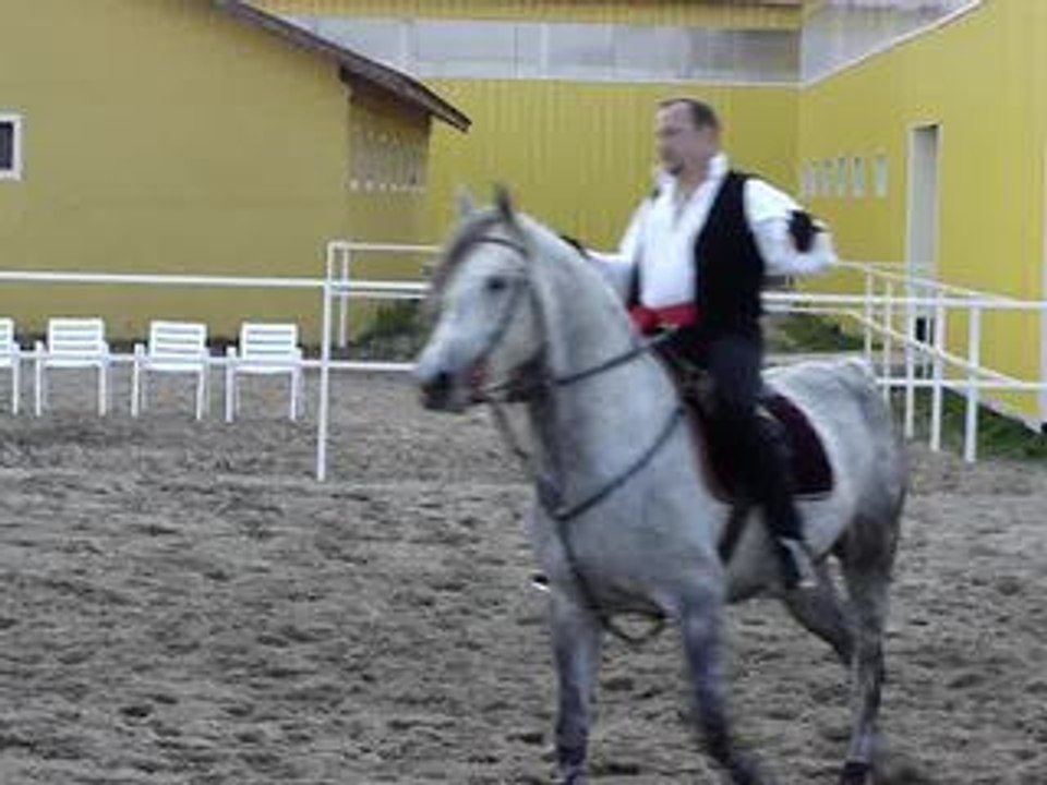 show equestre